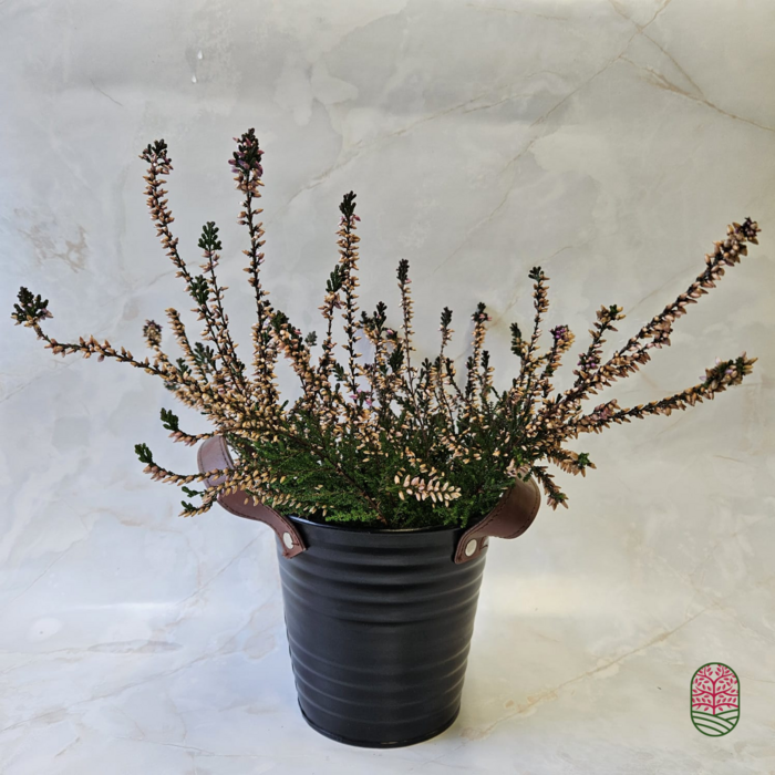 Struikheide | Calluna vulgaris. 'Marleen' P10,5