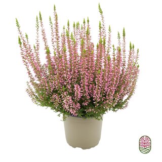Struikheide | Calluna vulgaris. 'Pink Angie' P10,5