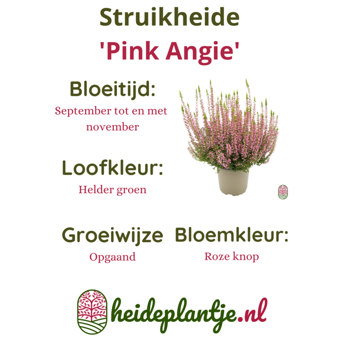 Struikheide | Calluna vulgaris. 'Pink Angie' P10,5