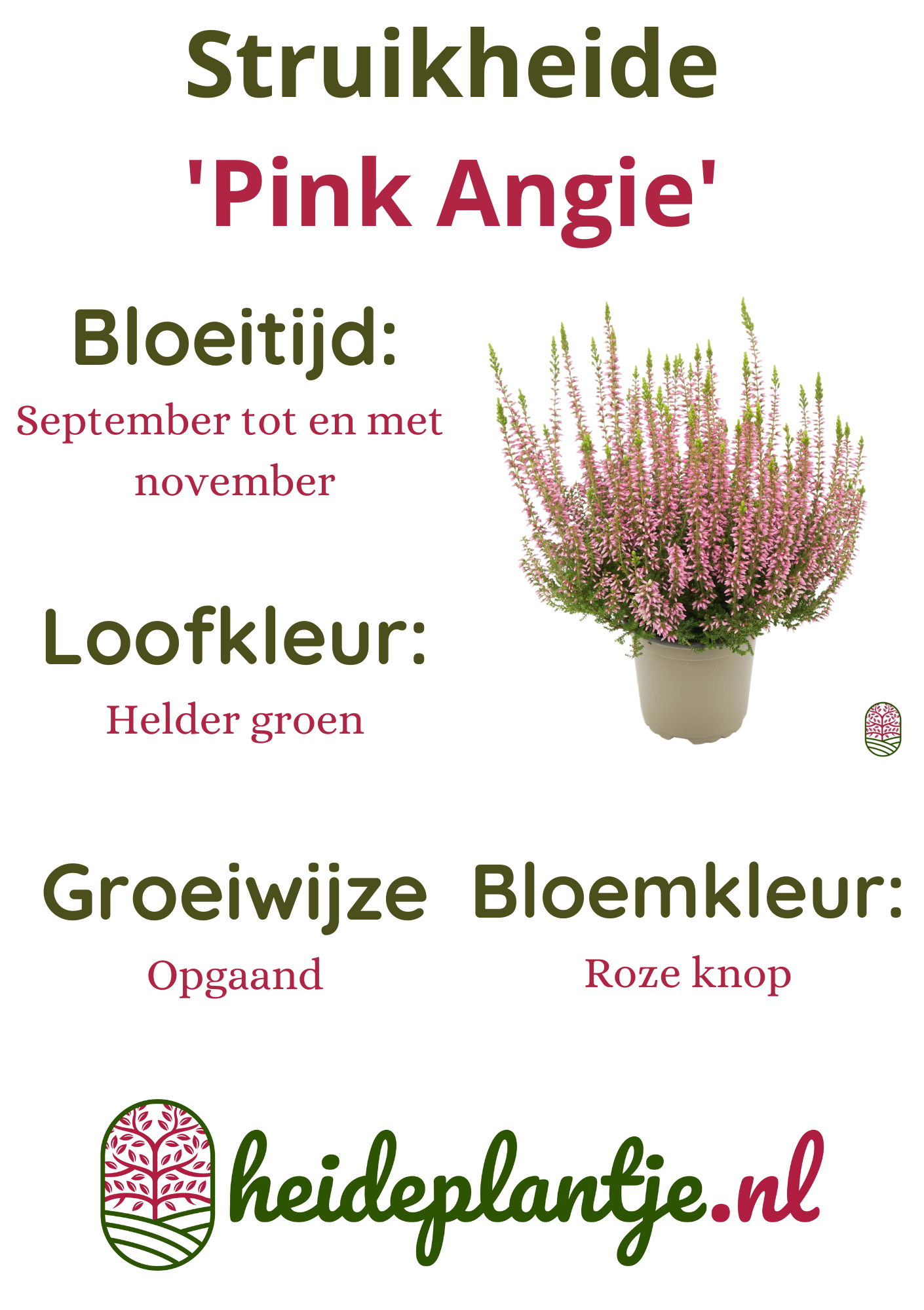 Struikheide | Calluna vulgaris. 'Pink Angie' P10,5