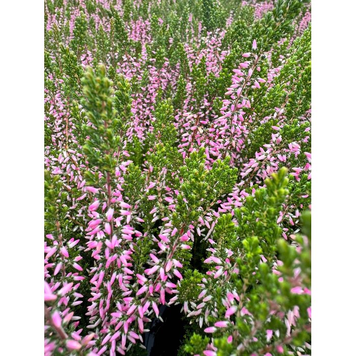 Struikheide | Calluna vulgaris. 'Pink Angie' P10,5