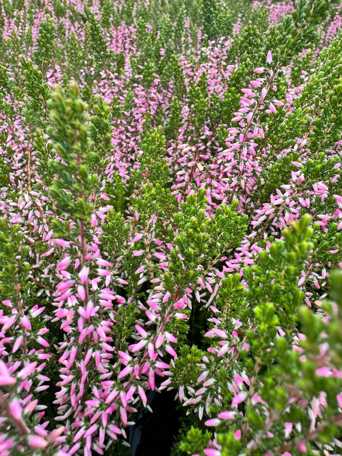 Struikheide | Calluna vulgaris. 'Pink Angie' P10,5