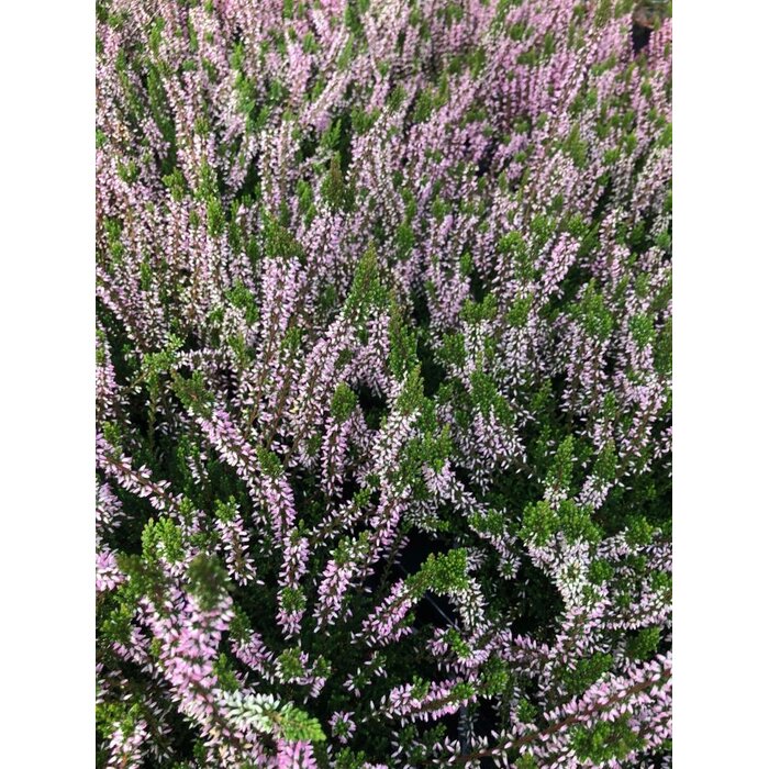Struikheide | Calluna vulgaris. 'Pink Angie' P10,5