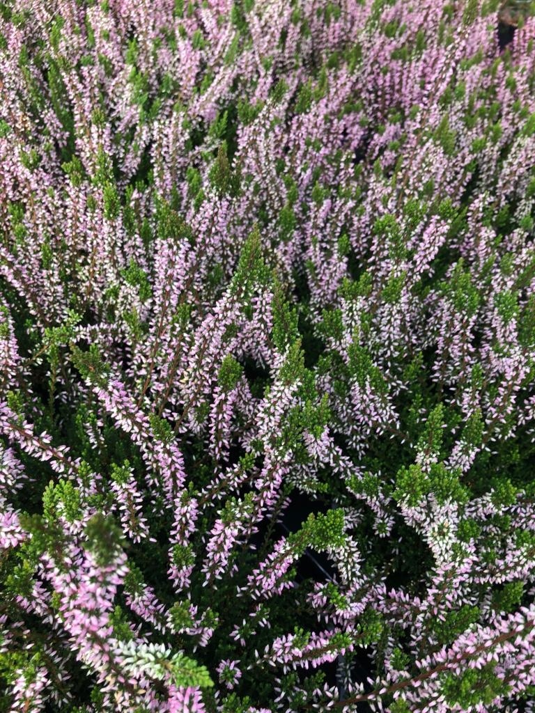 Struikheide | Calluna vulgaris. 'Pink Angie' P10,5