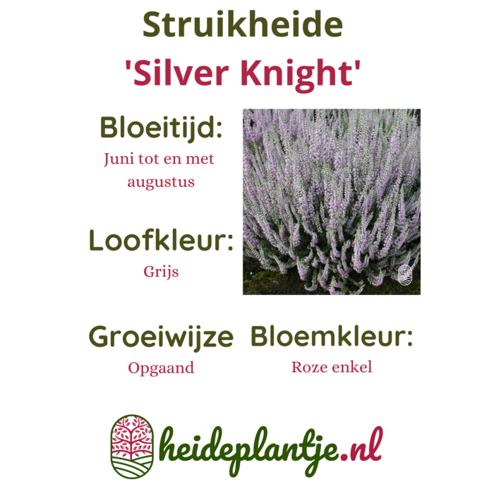 Struikheide | Calluna vulgaris. 'Silver Knight' P9,5