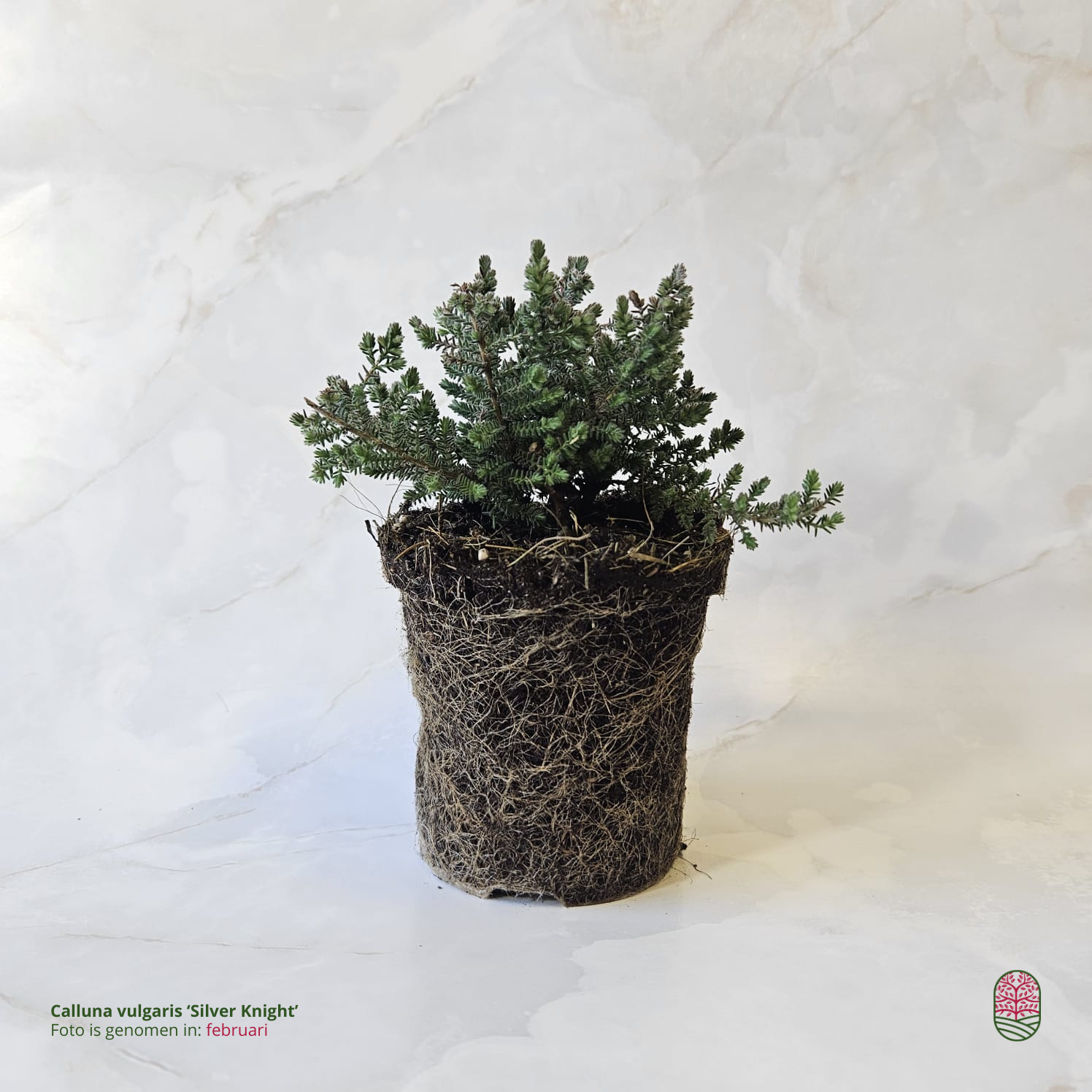 Struikheide | Calluna vulgaris. 'Silver Knight' P9,5