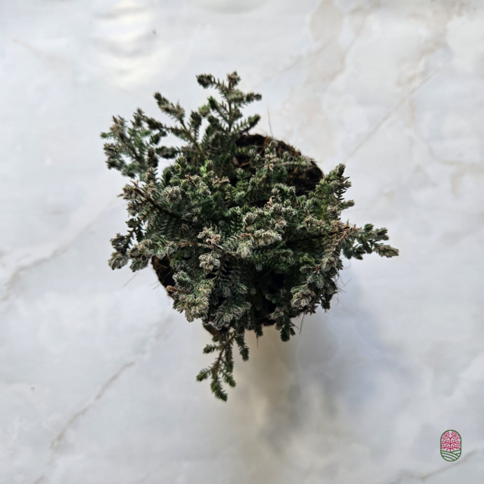 Struikheide | Calluna vulgaris. 'Silver Knight' P9,5