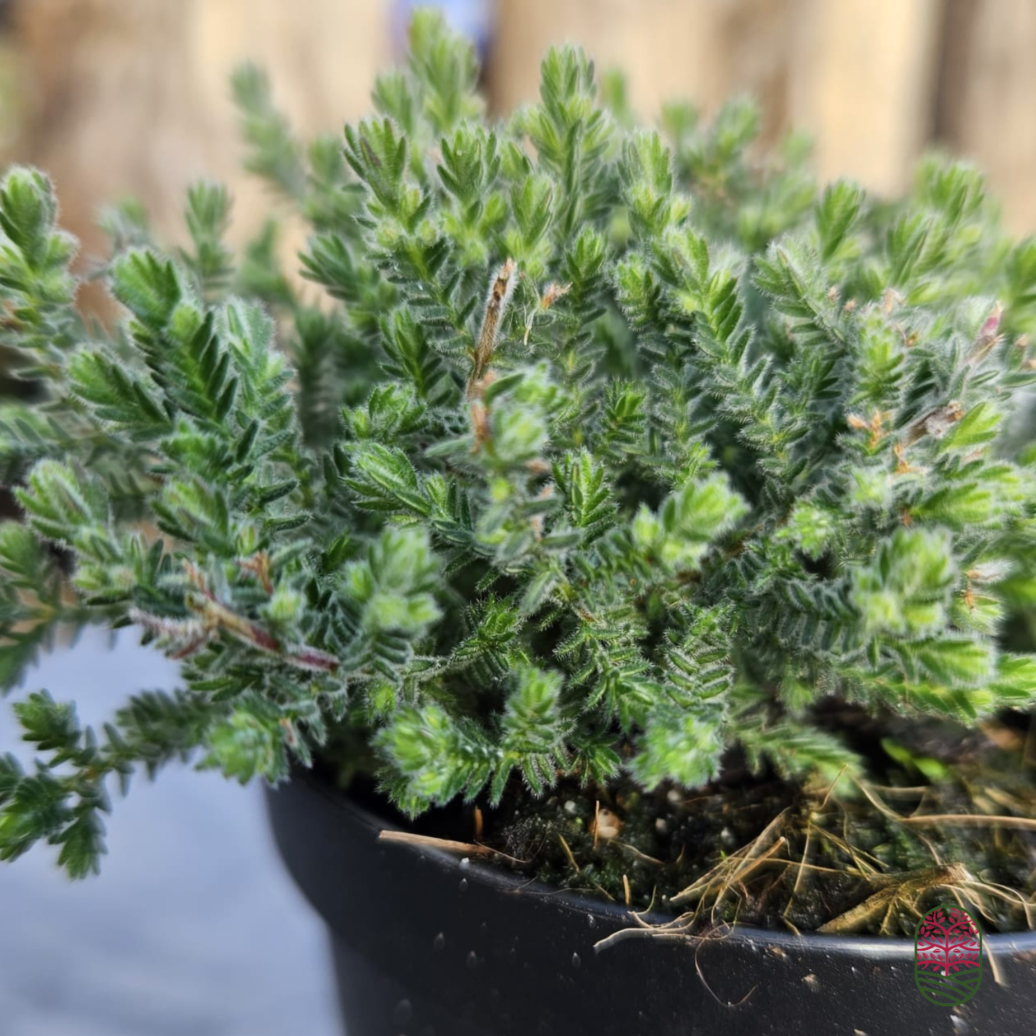 Struikheide | Calluna vulgaris. 'Silver Knight' P9,5