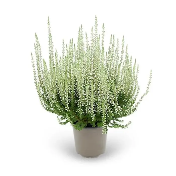 Struikheide | Calluna vulgaris. 'White Angie' P10,5