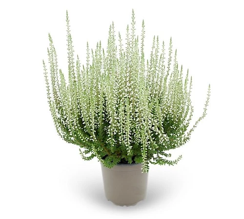 Struikheide | Calluna vulgaris. 'White Angie' P10,5