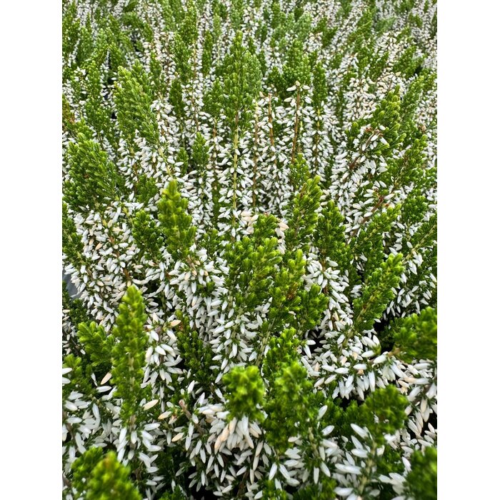 Struikheide | Calluna vulgaris. 'White Angie' P10,5