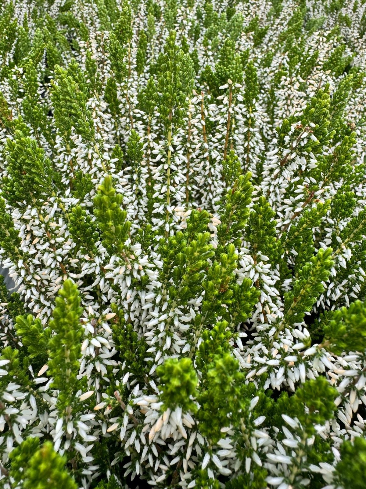 Struikheide | Calluna vulgaris. 'White Angie' P10,5