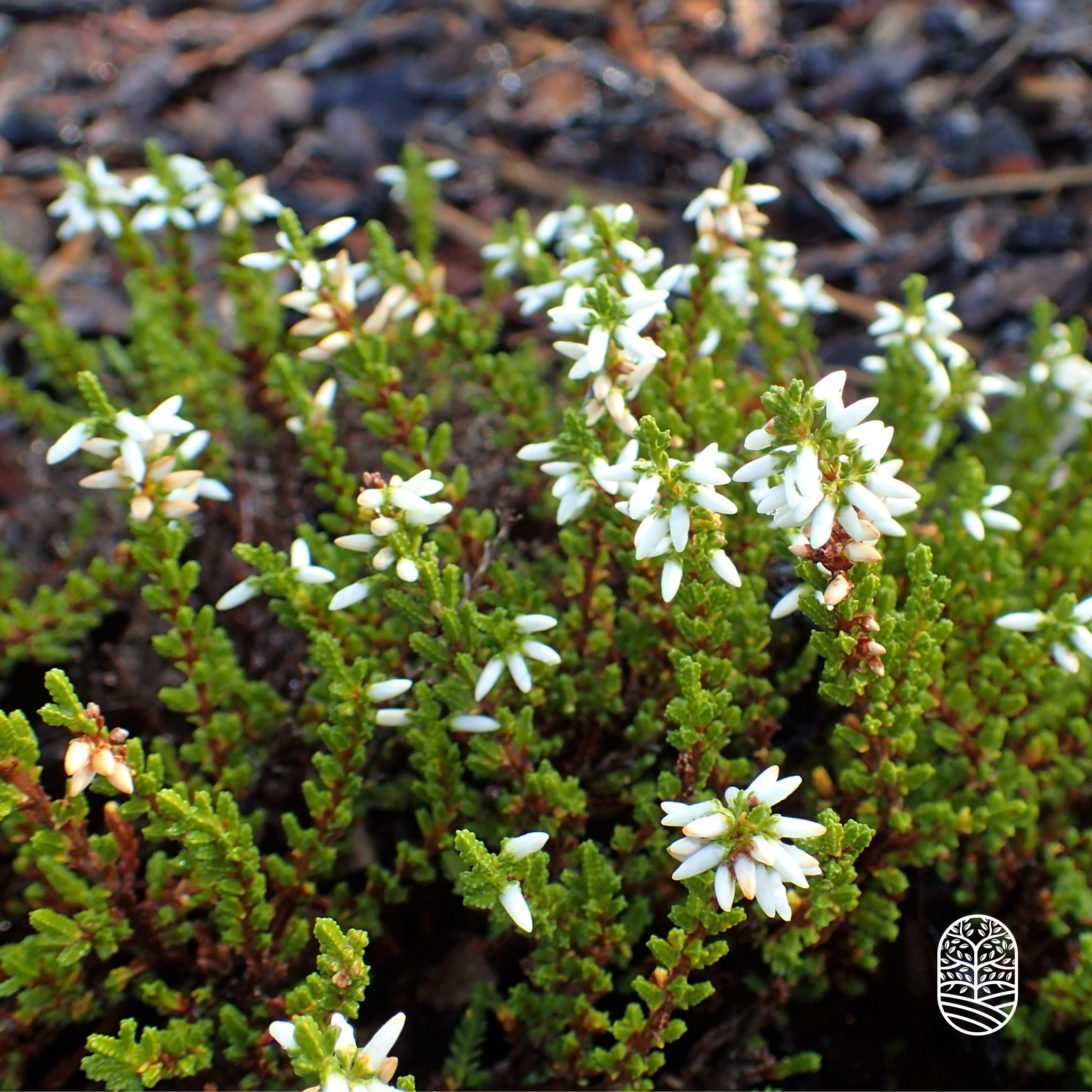 Struikheide | Calluna vulgaris. 'White Angie' P10,5