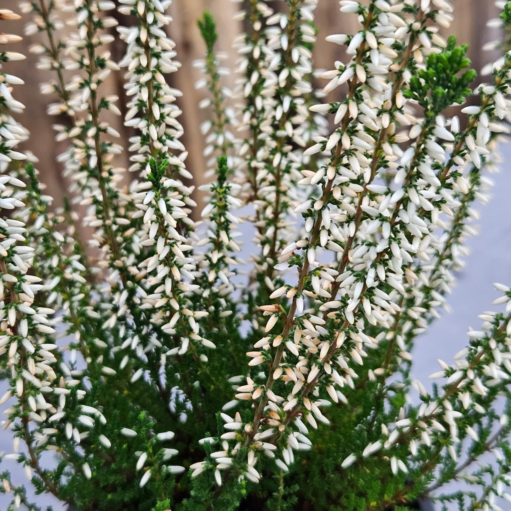 Struikheide | Calluna vulgaris. 'White Angie' P10,5