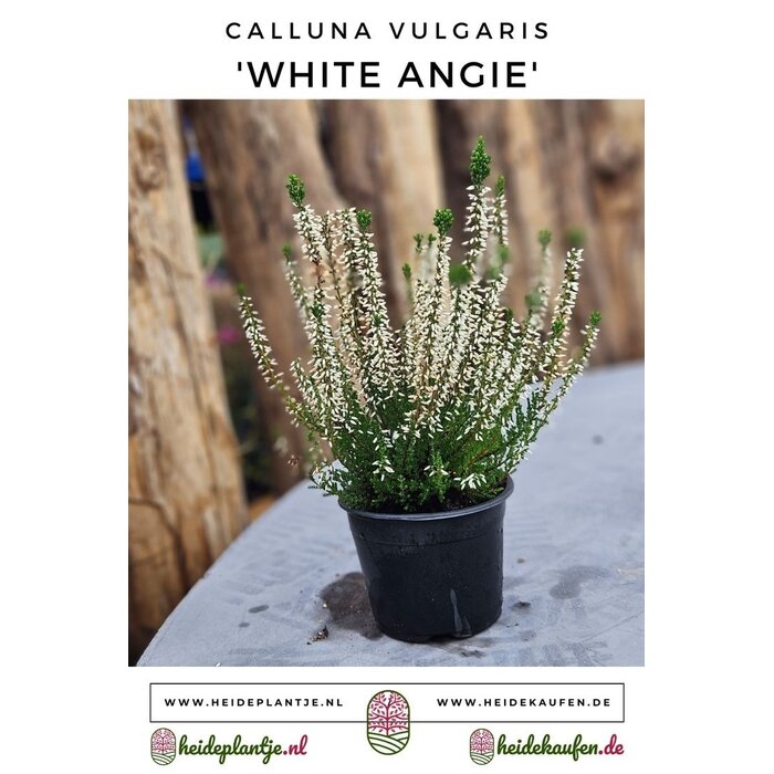 Struikheide | Calluna vulgaris. 'White Angie' P10,5