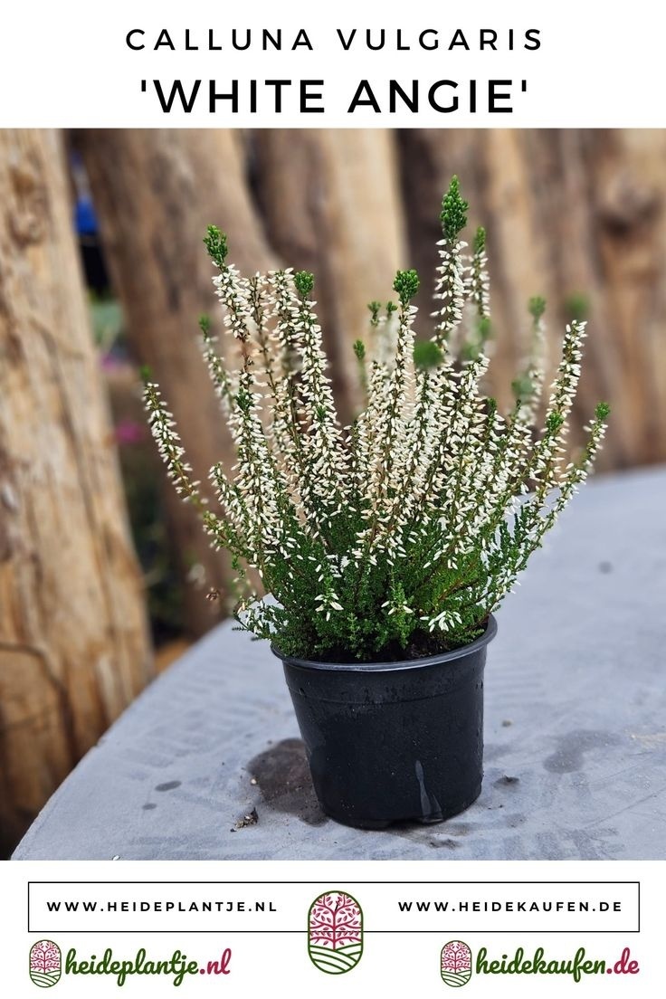Struikheide | Calluna vulgaris. 'White Angie' P10,5