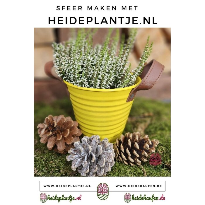Struikheide | Calluna vulgaris. 'White Angie' P10,5