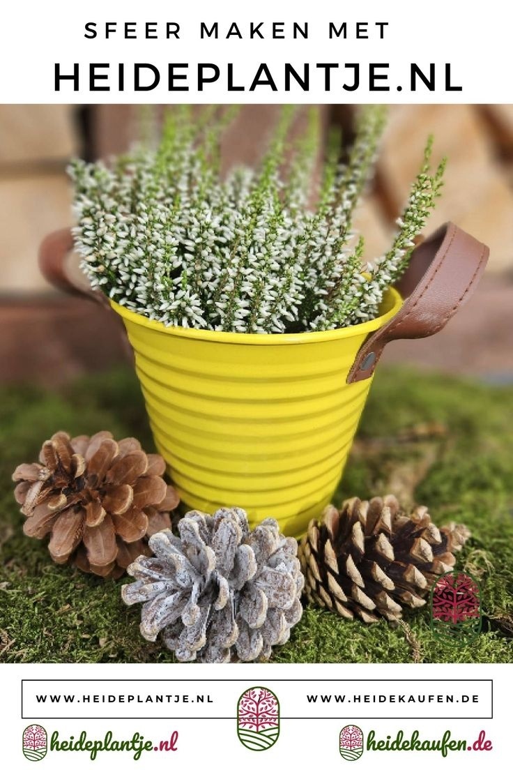 Struikheide | Calluna vulgaris. 'White Angie' P10,5