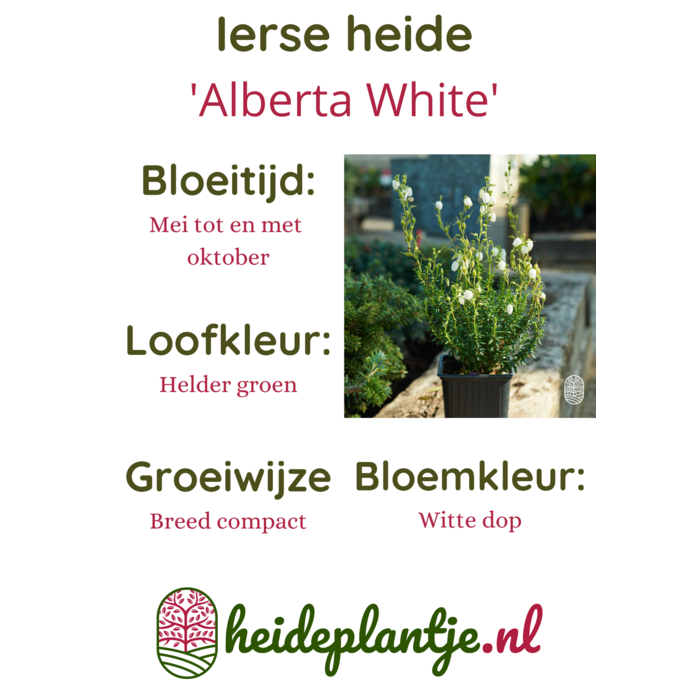 Ierse heide | Daboecia cantabrica. 'Alberta White' P10,5