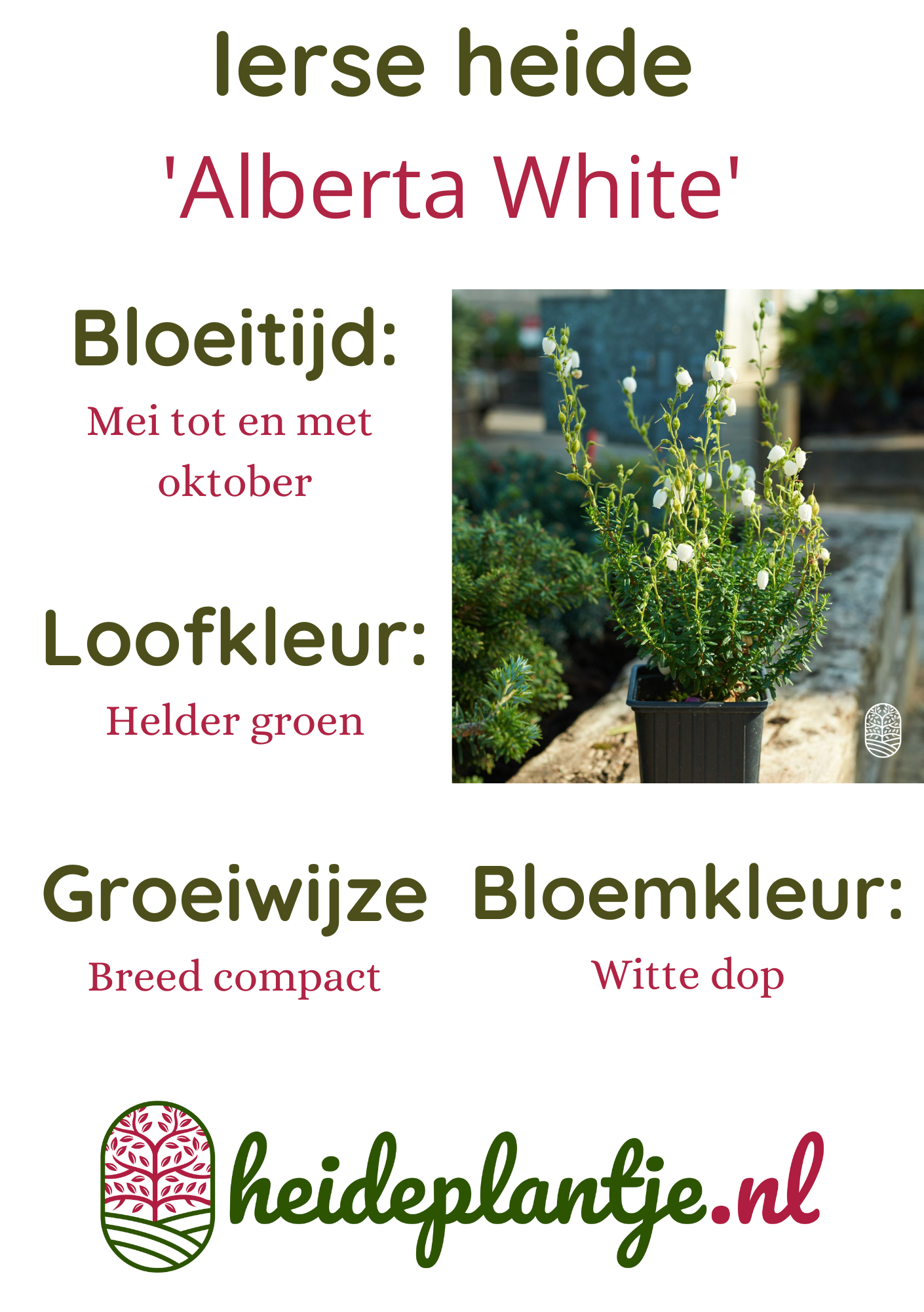 Ierse heide | Daboecia cantabrica. 'Alberta White' P10,5