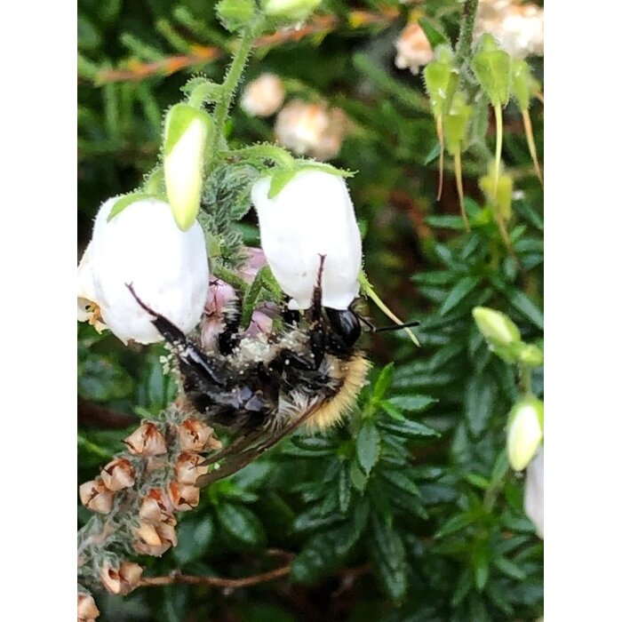 Ierse heide | Daboecia cantabrica. 'Alberta White' P10,5