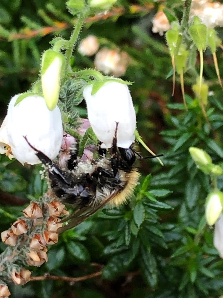 Ierse heide | Daboecia cantabrica. 'Alberta White' P10,5