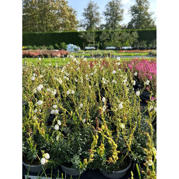 Ierse heide | Daboecia cantabrica. 'Alberta White' P10,5
