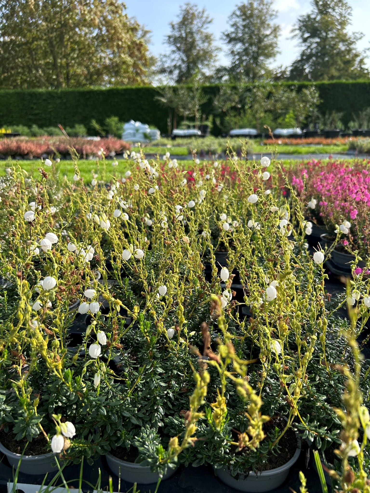 Ierse heide | Daboecia cantabrica. 'Alberta White' P10,5