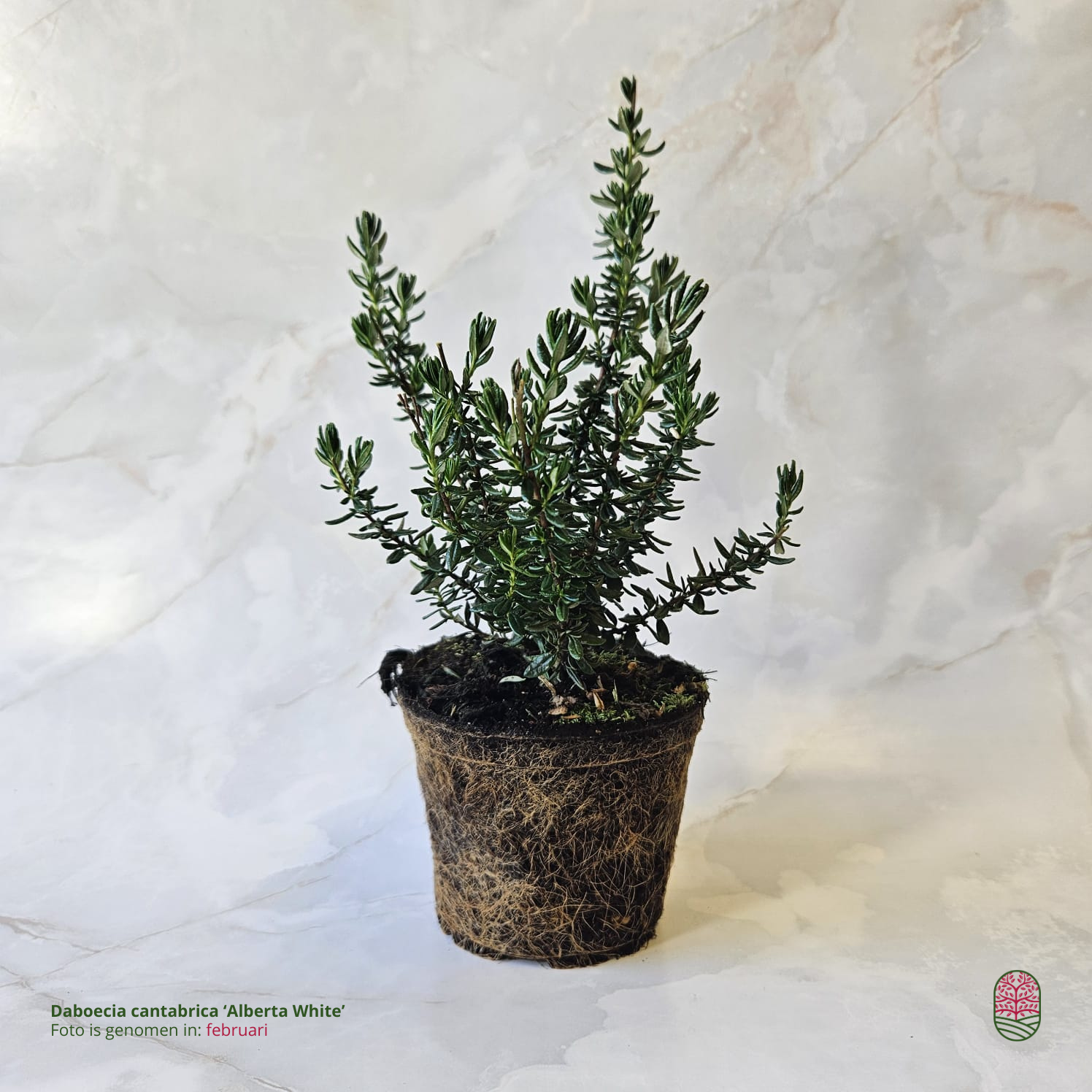 Ierse heide | Daboecia cantabrica. 'Alberta White' P10,5