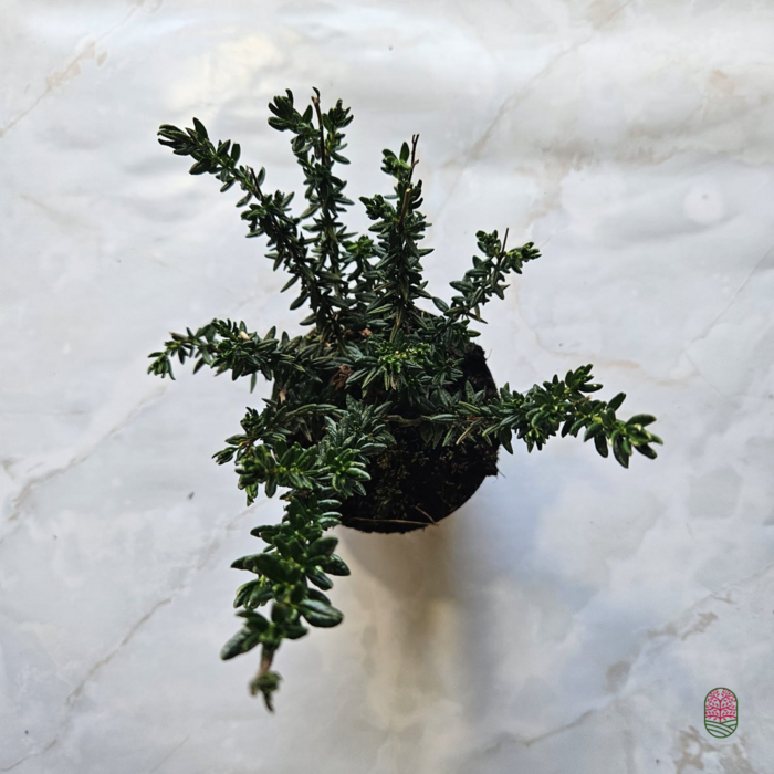 Ierse heide | Daboecia cantabrica. 'Alberta White' P10,5
