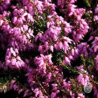 Winterheide | Erica carnea. 'March Seedling' P10,5