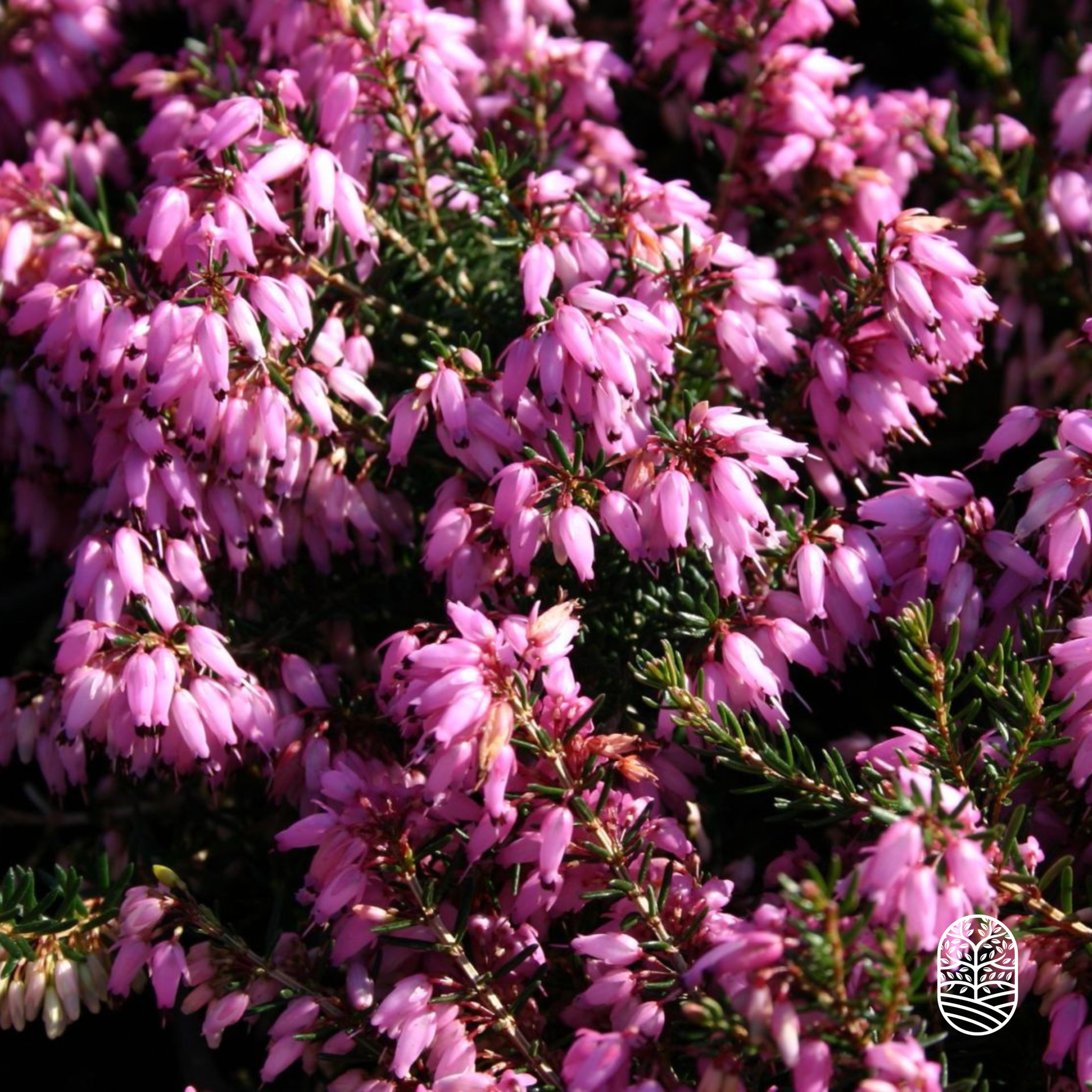 Winterheide | Erica carnea. 'March Seedling' P10,5