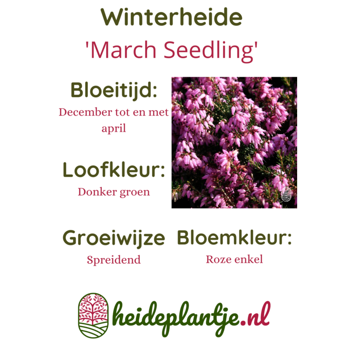 Winterheide | Erica carnea. 'March Seedling' P10,5
