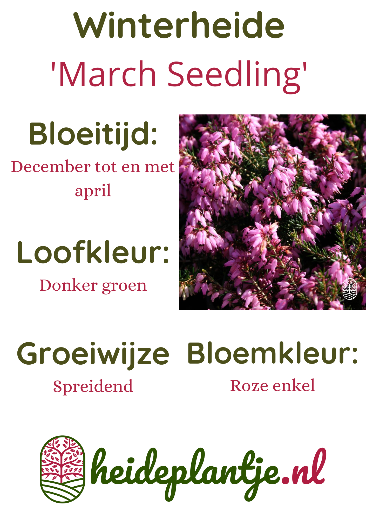 Winterheide | Erica carnea. 'March Seedling' P10,5