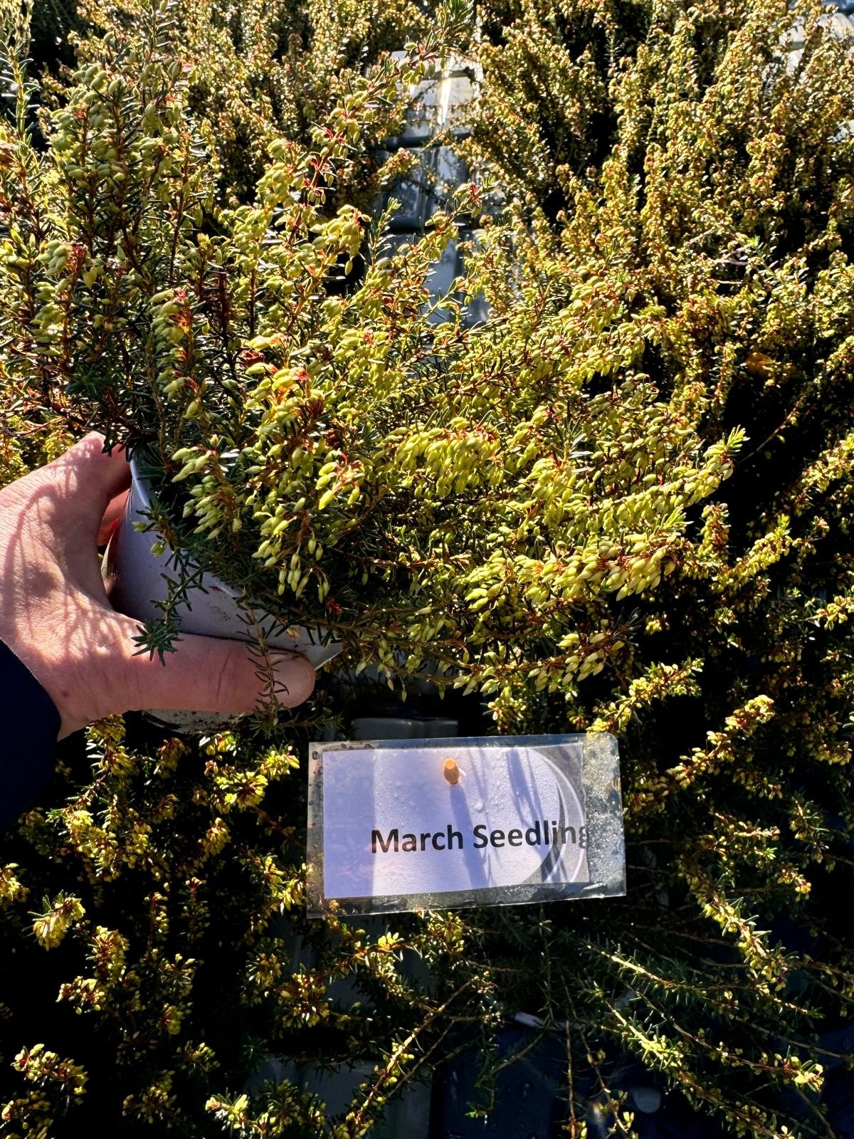 Winterheide | Erica carnea. 'March Seedling' P10,5