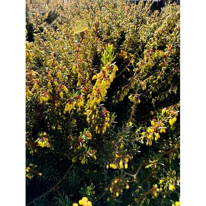 Winterheide | Erica carnea. 'March Seedling' P10,5