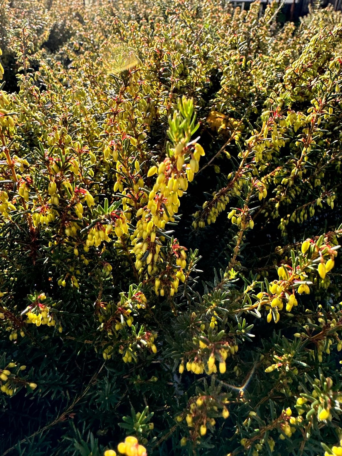 Winterheide | Erica carnea. 'March Seedling' P10,5