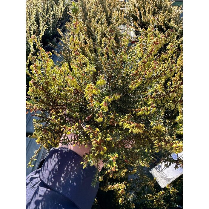 Winterheide | Erica carnea. 'March Seedling' P10,5