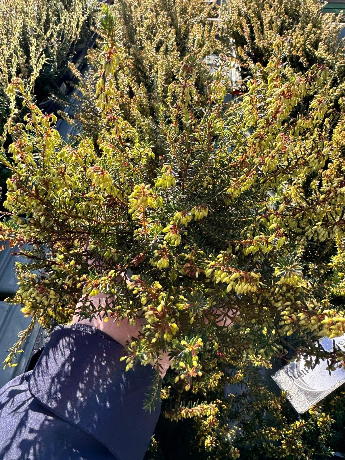 Winterheide | Erica carnea. 'March Seedling' P10,5