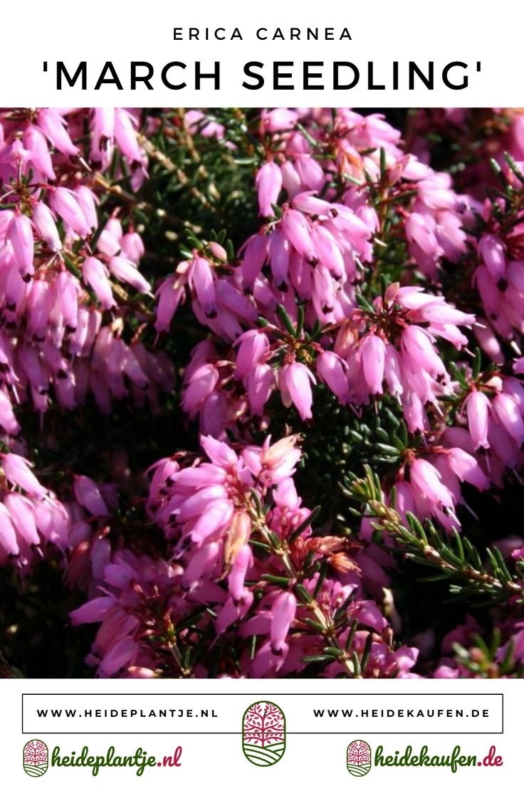 Winterheide | Erica carnea. 'March Seedling' P10,5