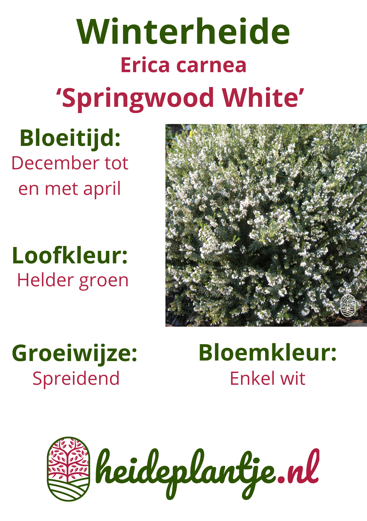 Winterheide | Erica carnea. 'Springwood White' P10,5