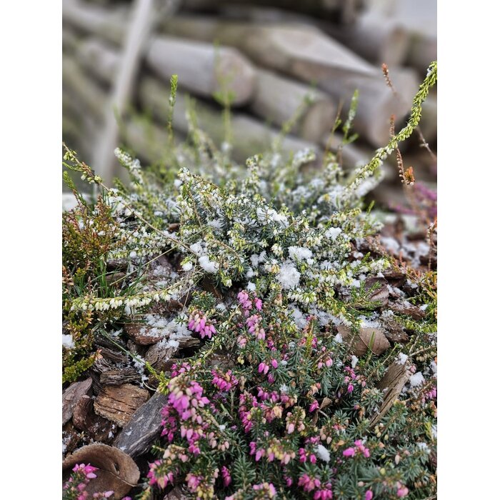 Winterheide | Erica carnea. 'Springwood White' P10,5