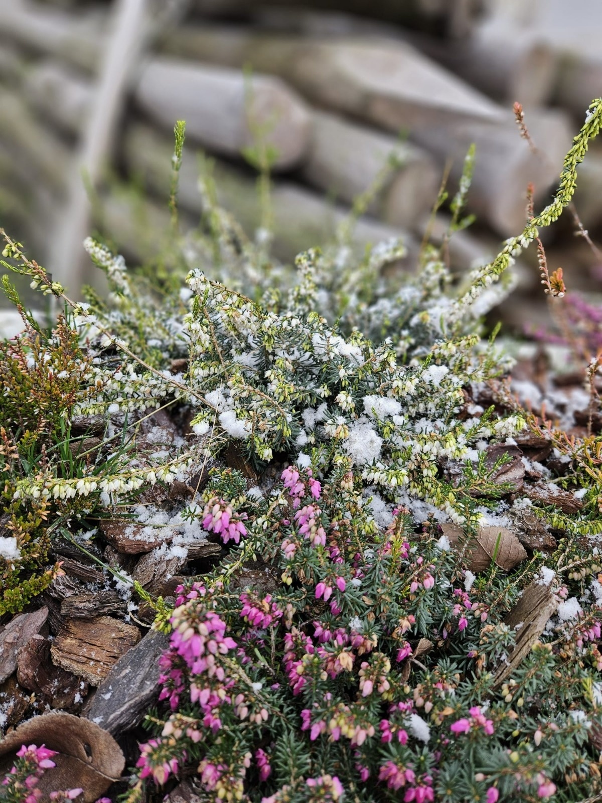 Winterheide | Erica carnea. 'Springwood White' P10,5