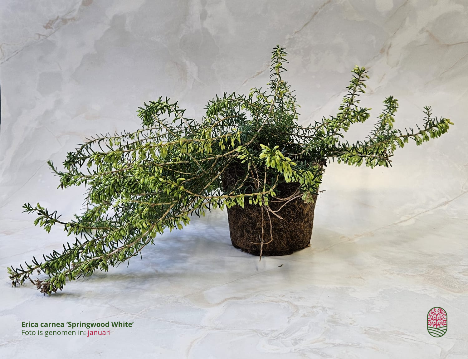 Winterheide | Erica carnea. 'Springwood White' P10,5