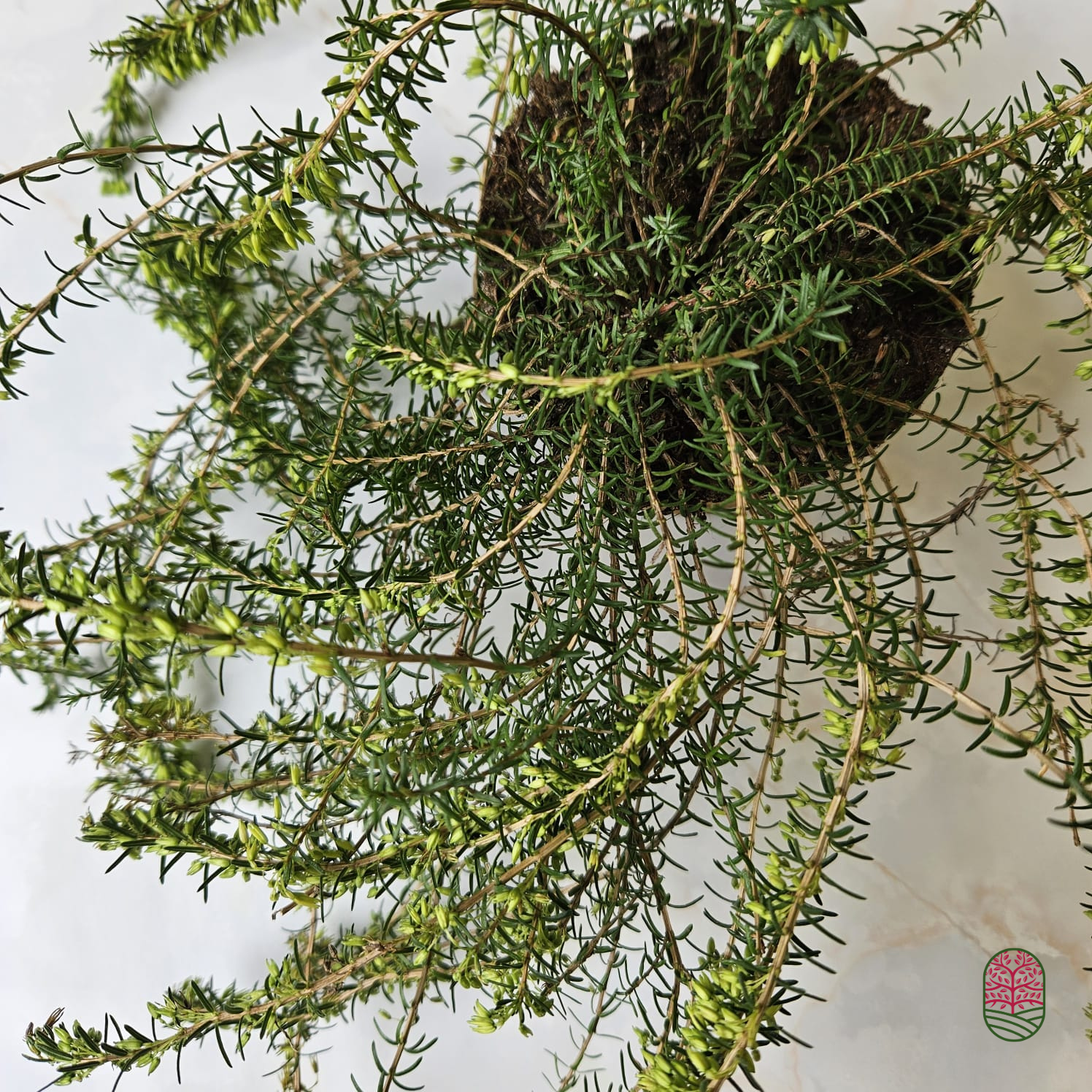 Winterheide | Erica carnea. 'Springwood White' P10,5