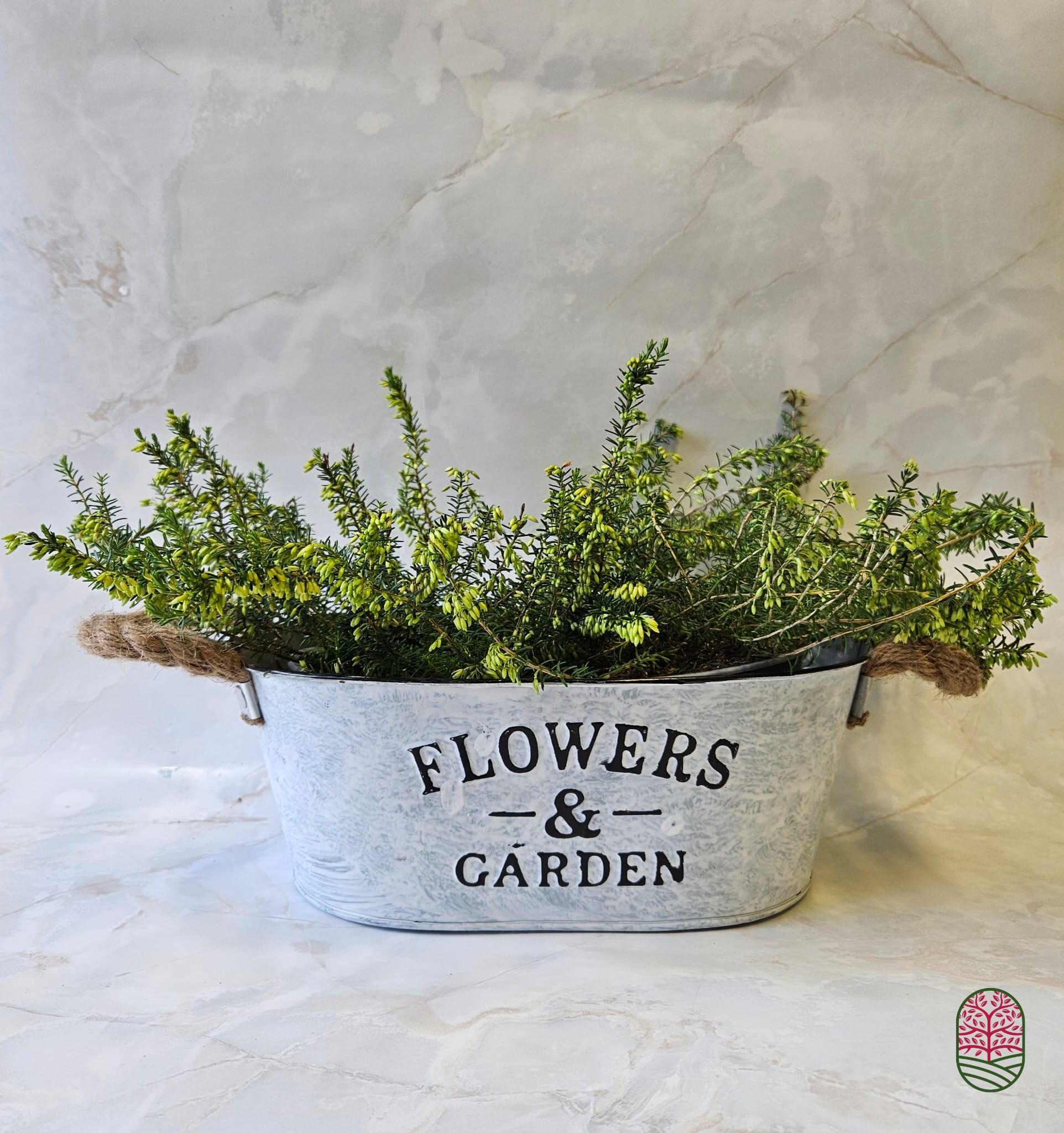 Winterheide | Erica carnea. 'Springwood White' P10,5