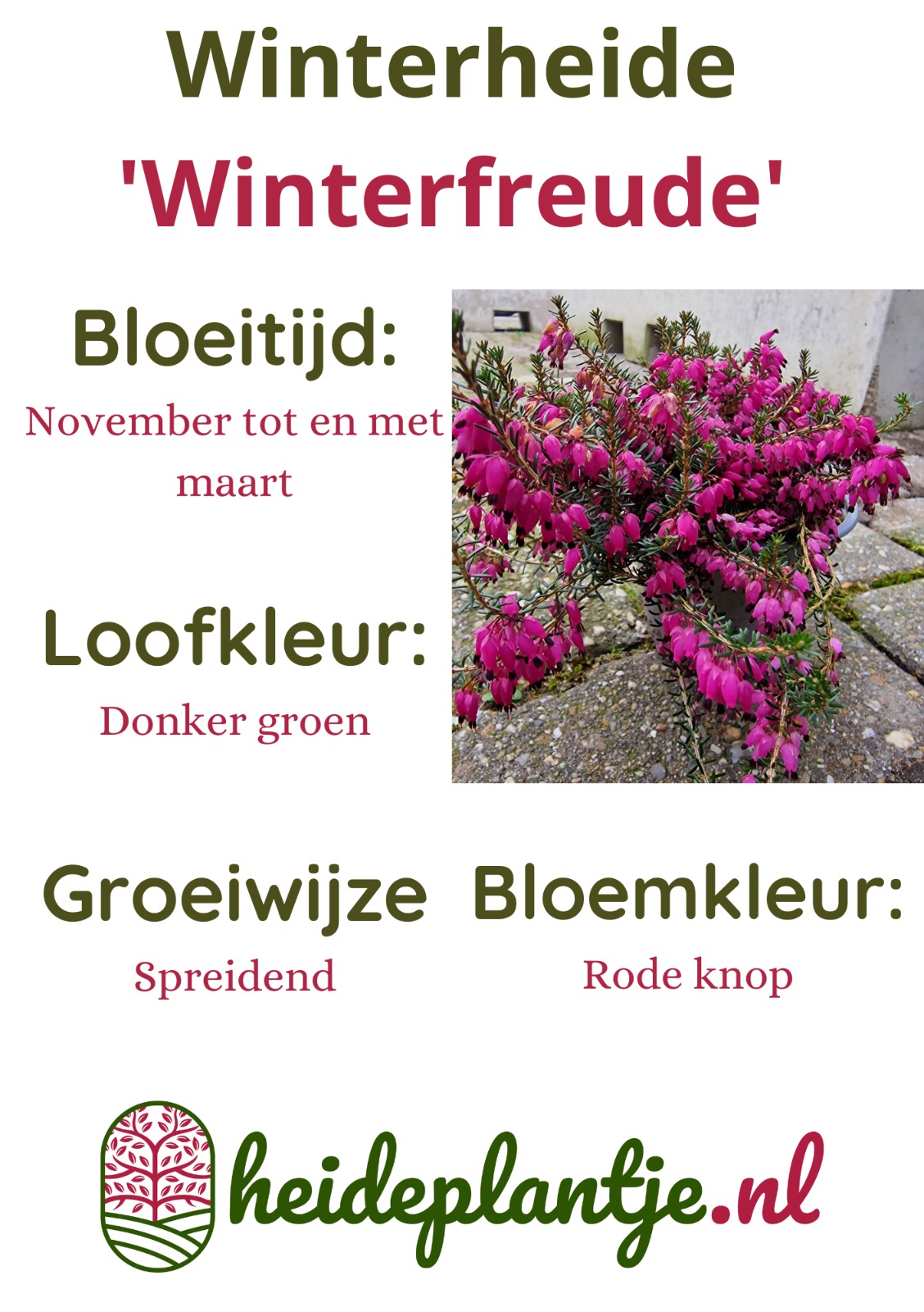 Winterheide | Erica carnea. 'Winterfreude' P10,5