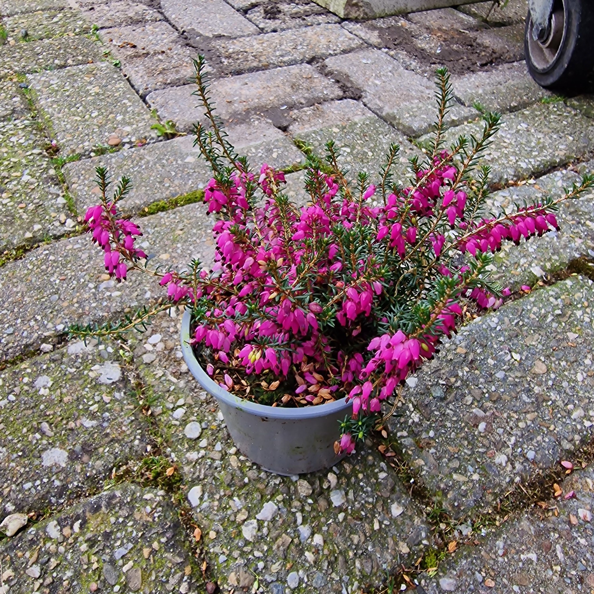 Winterheide | Erica carnea. 'Winterfreude' P10,5