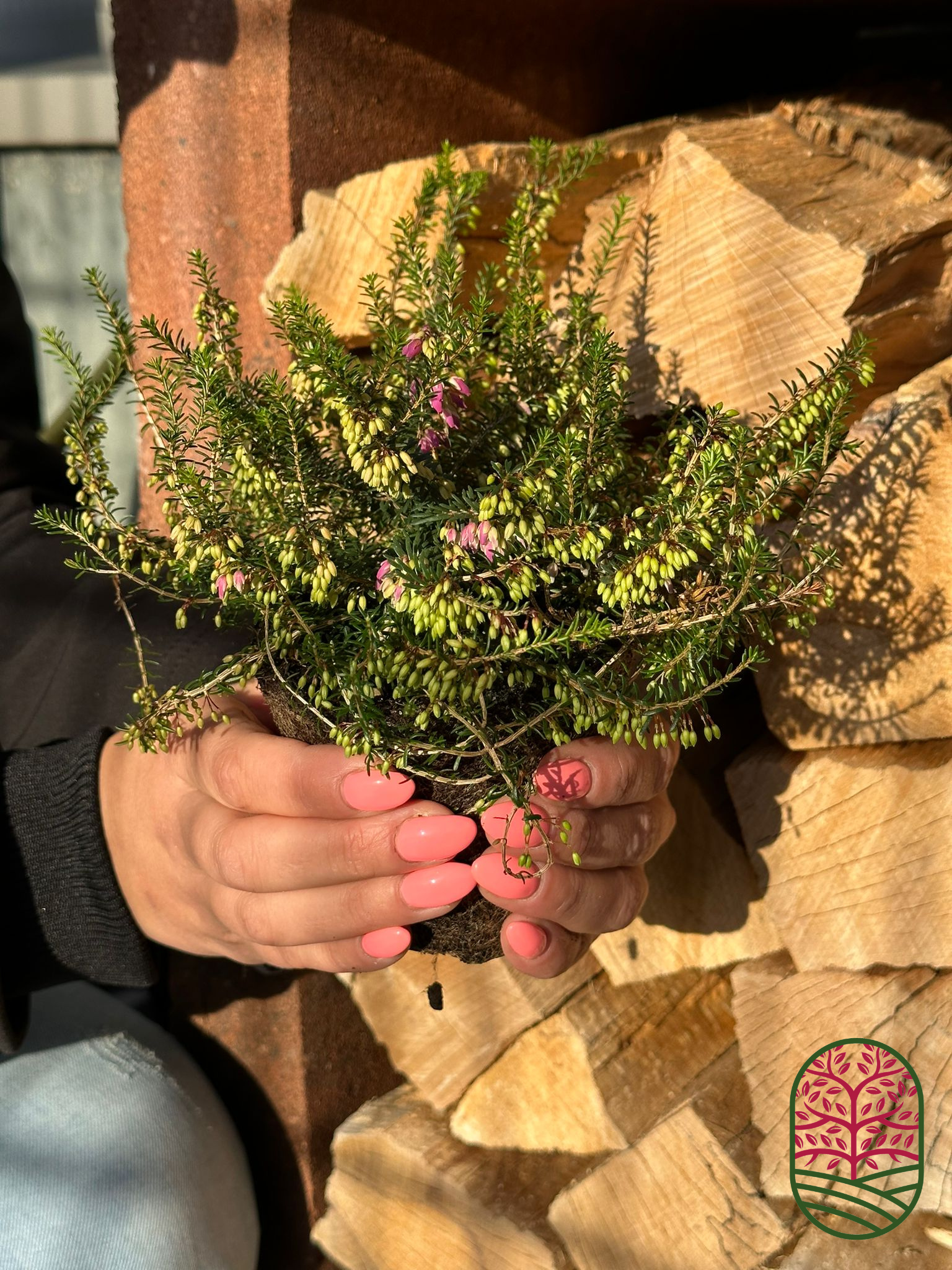 Winterheide | Erica carnea. 'Winterfreude' P10,5
