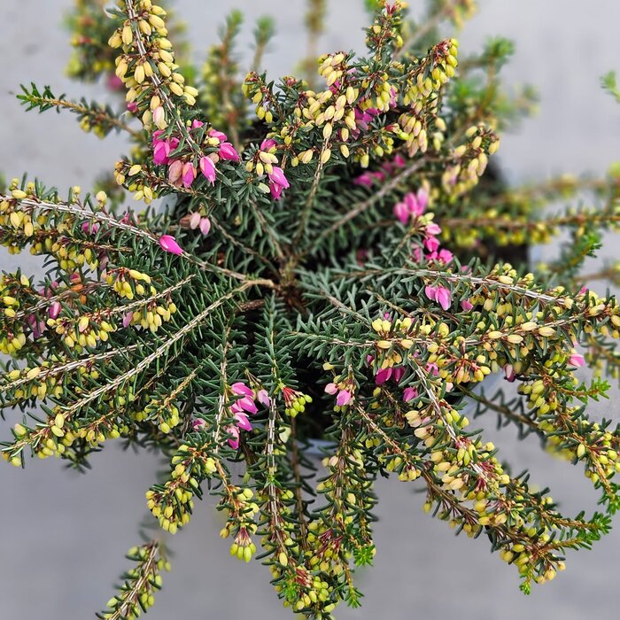 Winterheide | Erica carnea. 'Winterfreude' P10,5